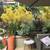 Skilled Maintenance Gardener for Top Local Maintenance Company 17 thumbnail