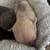 Microbully mixed american bully pups 6 thumbnail