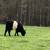 Belted Galloway Beef cows 2 thumbnail