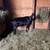 ADGA Lamancha dairy goats 2 thumbnail