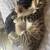 Kittens ready for their furrever home 1 thumbnail