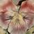 Decorative Capodimonte Centerpiece 5 thumbnail
