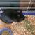 female dwarf rabbit 1 thumbnail