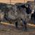 Schweitzer Tiber Angus Bulls for sale 4 thumbnail