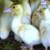5 Wk Old Muscovy Ducklings Straight Run 4 thumbnail