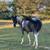 Registered 4 year old Mare Rodeo Prospect 3 thumbnail