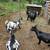 Nigerian Dwarf goats 5 thumbnail