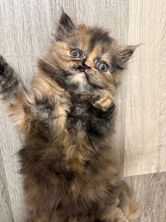 Gatitos persas (Redwood City)63696398131329121