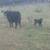 Cow and calf pairs 2 thumbnail