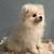 White pom 2 thumbnail