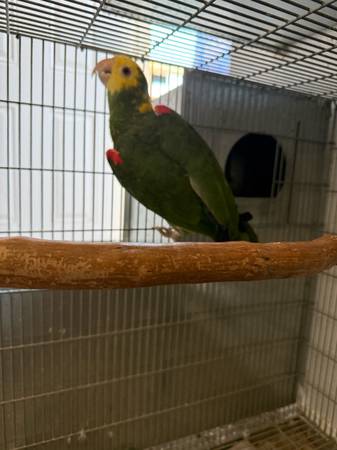 Parrot (Downey)63913839878403121