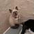 Siamese kitty 1 thumbnail