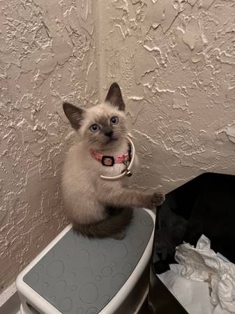 Siamese kitty 1