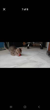 Free Kittens (Whittier)63829968616067123