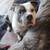 EXPERIENCED DOG HANDLERS, PAID OPPORTUNITY TO DOG FOSTER! 6 thumbnail