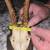 European Roe Horns 4 thumbnail