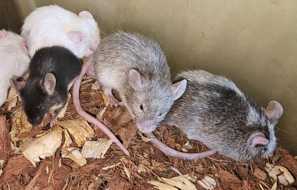 Group of Fancy Mice (Beatrice/DeWitt)63857445024513121