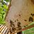 Colmena De Abejas Italianas Pequeña Nuc Nuclei Nucleo de abejas de mie 8 thumbnail