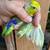 Parrotlet boy 1 thumbnail