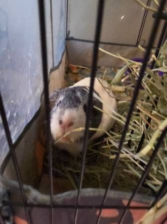 Guinea pigs for rehoming (Vacaville)63881395514497122
