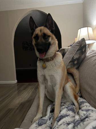 Rehoming de dos hermanos belgas Malinois (Tracy)63469793598723123