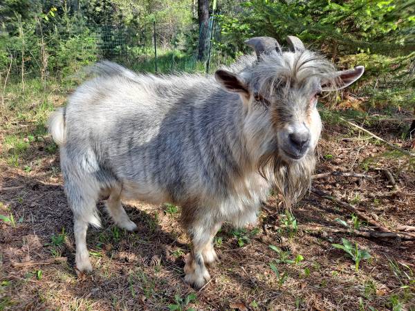 Year old Niegerian Dwarf Buck 1