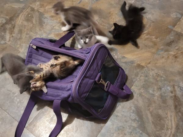Kittens kittens kittens63687883016963120