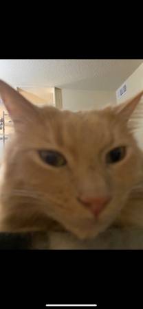 Rehoming a small indoor cat (San Jose)64031023517057122