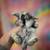 🤍Holland Lop Bunnies 🤍 7 thumbnail