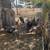 Turkeys 2 thumbnail