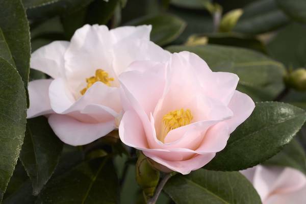 Japanese Camellia Magnoliaeflora pink flower plant 1