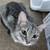 Free inside/outside cats 9 thumbnail