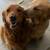 Rehoming golden retriever 4 thumbnail