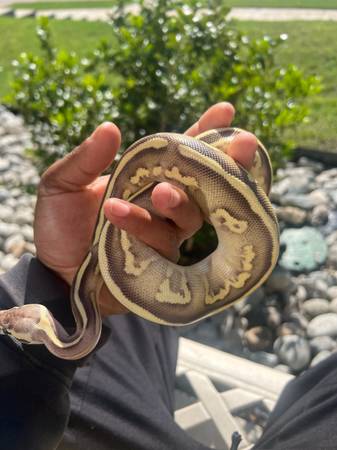 Ball Python 1