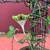 Tropical and Carnivorous Plants 1 thumbnail
