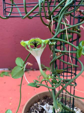 Tropical and Carnivorous Plants 1