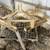 One Row Cultivator - CountyLine 2 thumbnail