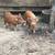 Kune Kune piglets 4 thumbnail