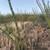 16.8 Acres in Arivaca, AZ (Owner Financing Available) 5 thumbnail