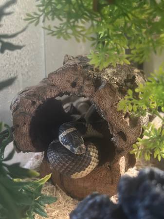 Rehoming Ball Python and California Kingsnake hybrid (Bronx)63887462472961123