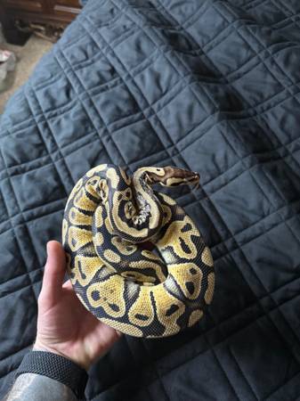Serpiente: Pitón ball pastel - $10063471027456001120