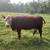 Mini Hereford Cows 4 thumbnail