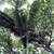 Peach Creek King Palms ///// ARCHONTOPHOENIX tuckeri 3 thumbnail