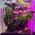 Crested geckos! 1 thumbnail