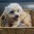 Pom Terrier 14 thumbnail