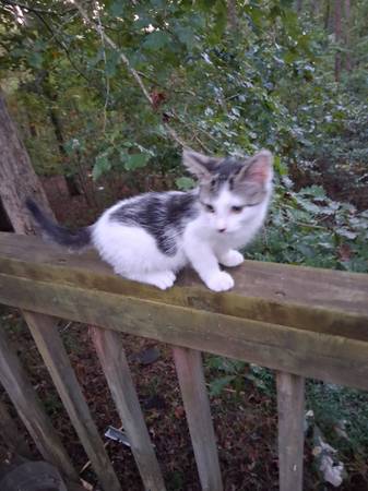Baby kittens (Dawsonville)63881507272195122