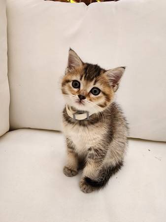 Ruga muffin mix female kitten  message me for price (Everett)63885717225091121