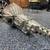 Muncie M21 4spd transmission 1970 Chevelle 14 thumbnail