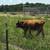 Polled ADCA Dexter Bull from a closed herd. 5 thumbnail