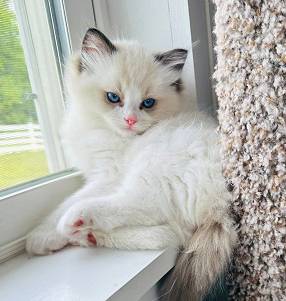 Sweet, playful.kitten ((510) 328-Six637)64695425824514121